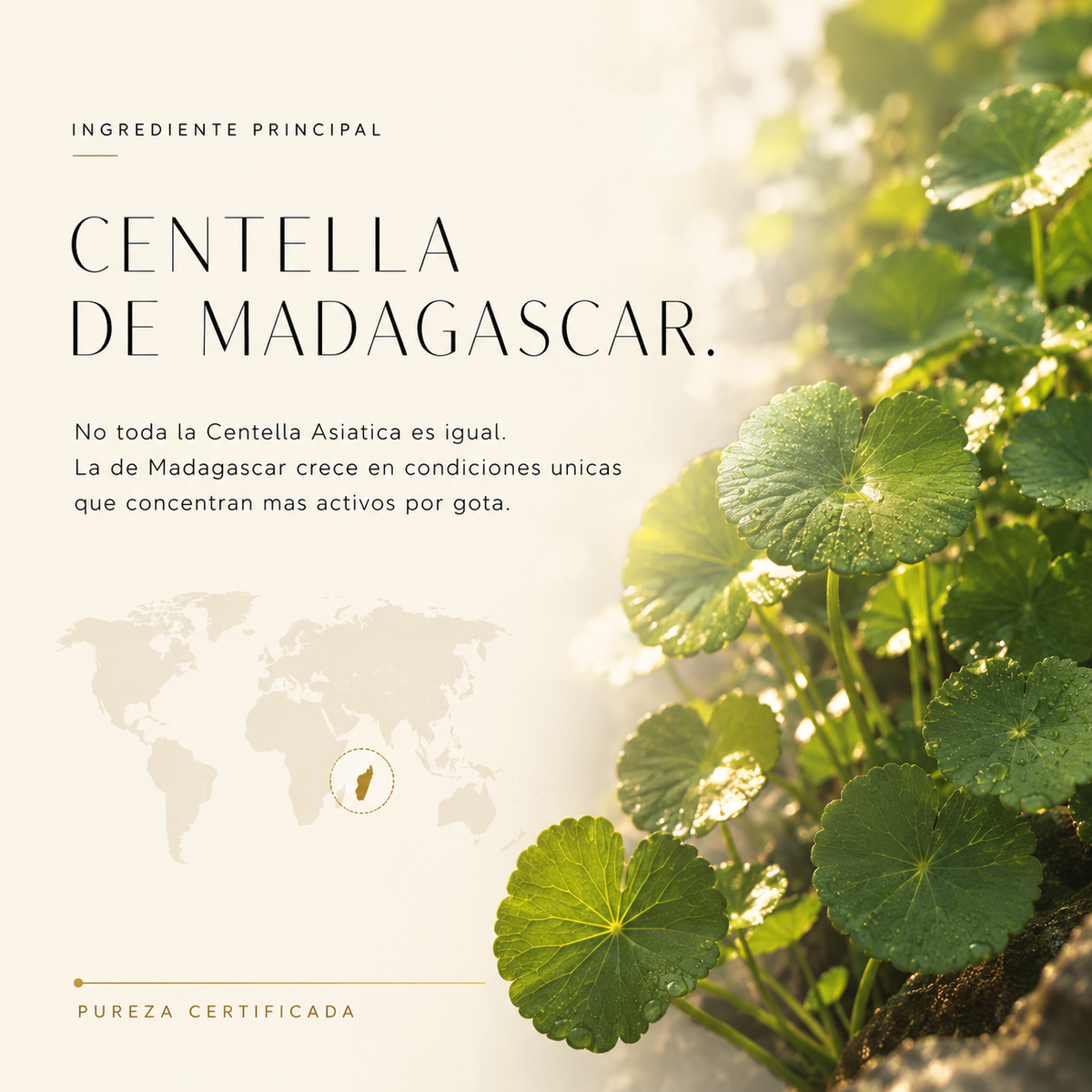 Centella de Madagascar — no es cualquier centella